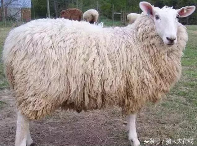 这么多羊看看你养的是哪一种?其他的你又认识几种?