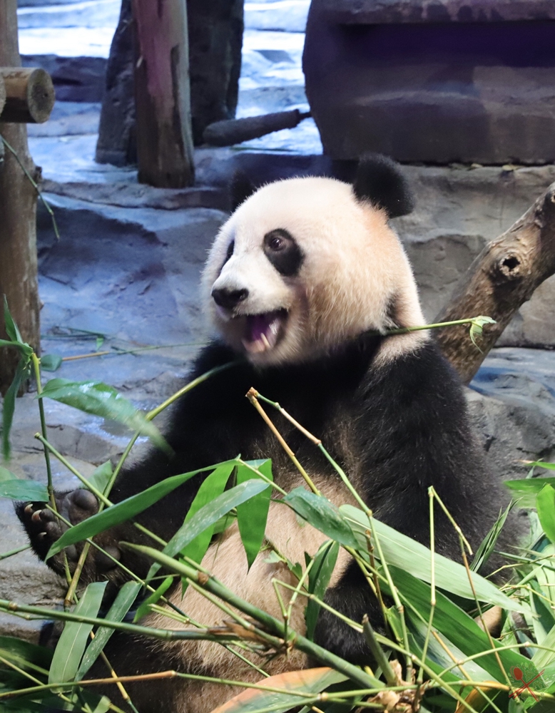 广州长隆乐园最全游玩攻略,广州长隆乐园旅游攻略三天两夜