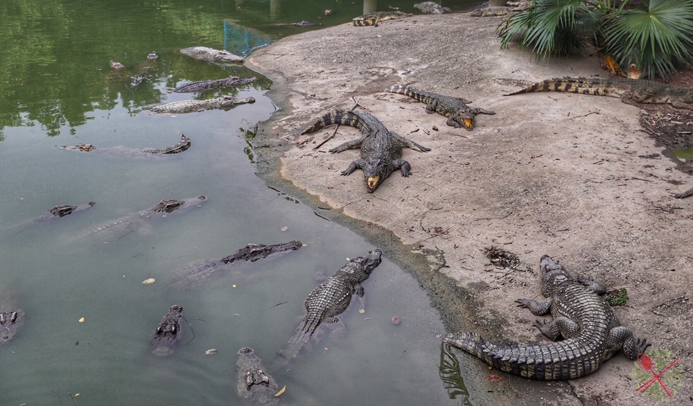 广州长隆4大乐园几天可以耍完,广州长隆野生动物世界国庆门票