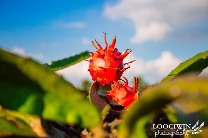 第一次采摘火龙果的体验,高明采摘火龙果