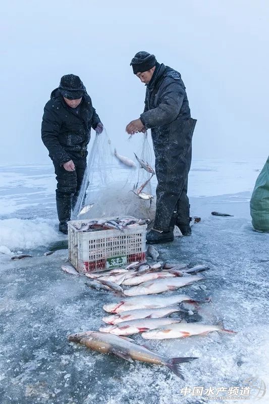 最好吃的生鱼片排名,十大顶级刺身生鱼片