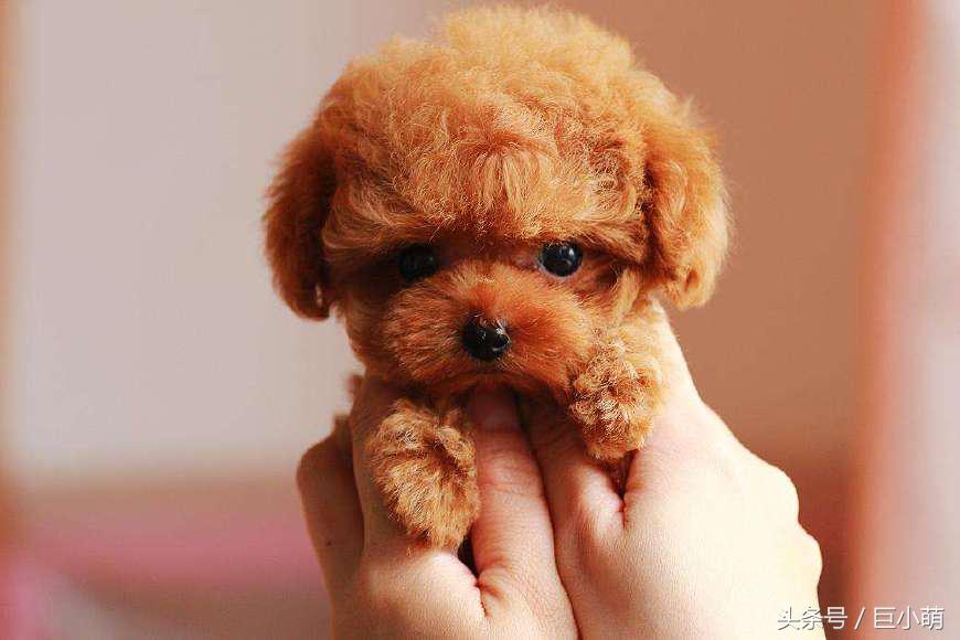 泰迪该怎么养才乖,养泰迪要知道的事