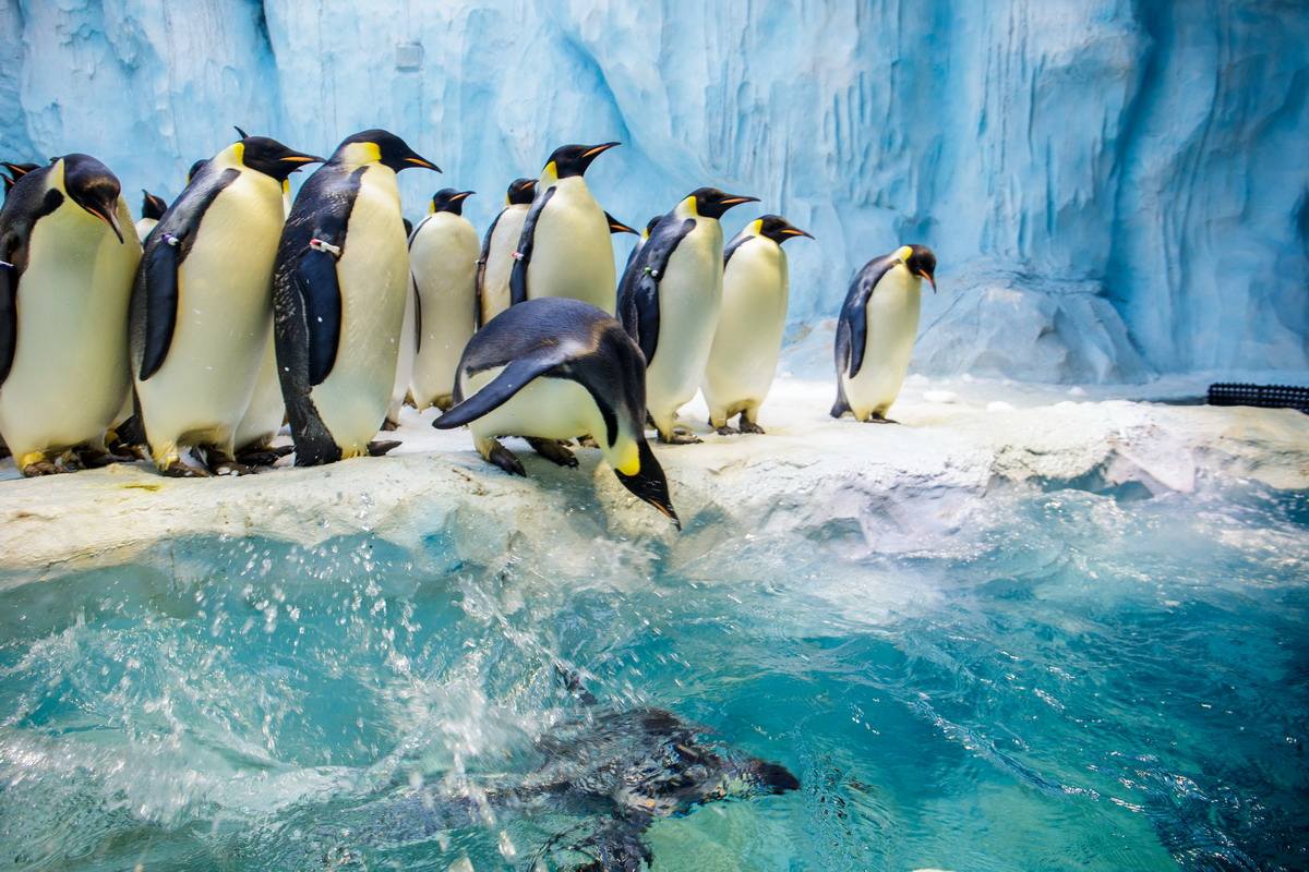 珠海长隆海洋王国企鹅三天两晚,珠海长隆海洋王国企鹅北极熊