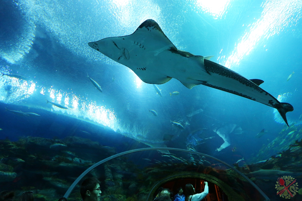 珠海长隆海洋王国企鹅馆北极熊馆,珠海长隆企鹅海洋王国攻略