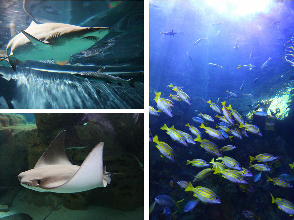 珠海长隆海洋王国企鹅三天两晚,珠海长隆海洋王国企鹅北极熊