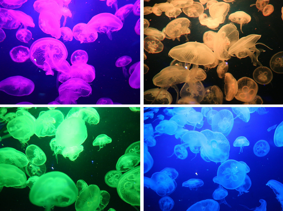 珠海长隆海洋王国企鹅三天两晚,珠海长隆海洋王国企鹅北极熊