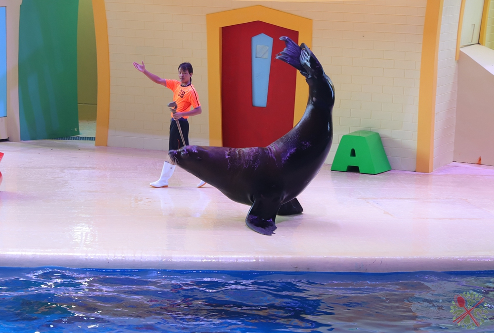 珠海长隆海洋王国企鹅馆北极熊馆,珠海长隆企鹅海洋王国攻略