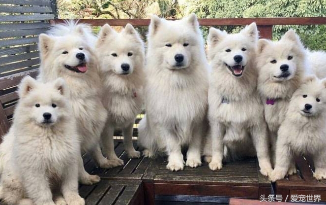 萨摩耶捣蛋鬼,捣蛋鬼萨摩耶bug