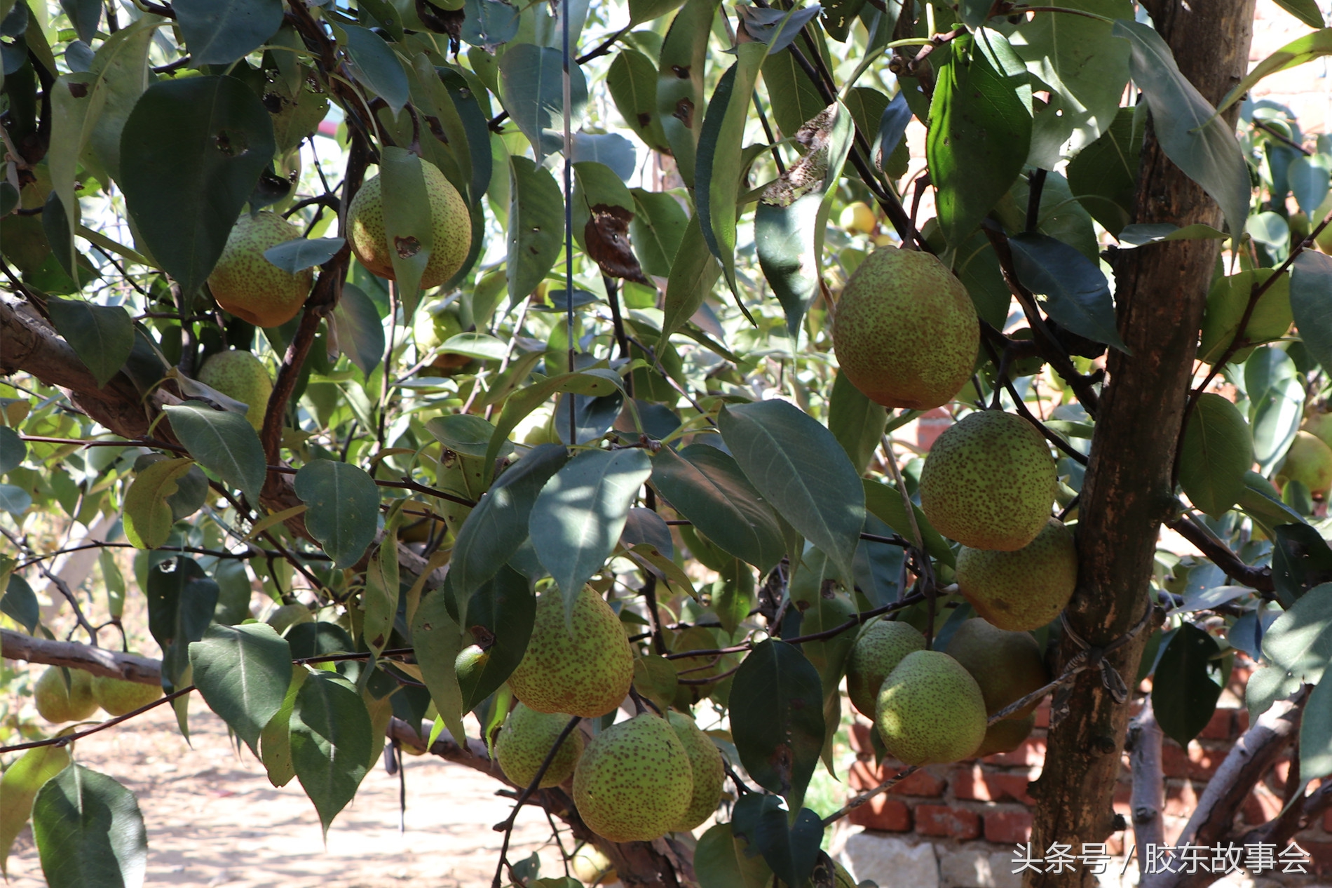 山东烟台海阳朱吴镇红富士苹果,山东海阳皇家牌红富士