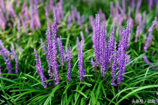 野生麦冬的植物图片,盆栽麦冬宽叶好还是细叶好