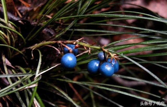 麦冬植物花卉,麦冬叶子像兰花