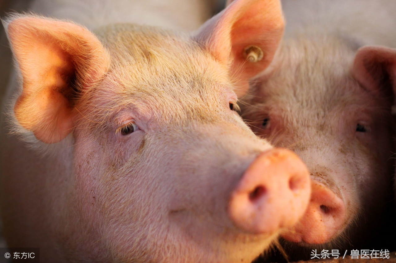 猪胃出血肝出血,猪胃出血怎么治效果最好