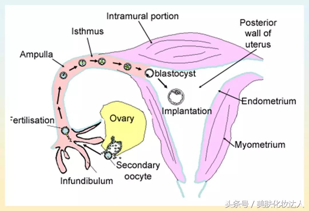 乳房和子宫的关系,关于妇科乳房的问题