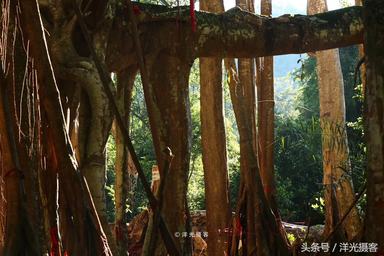 一棵树就覆盖一座国际标准足球场，这棵树是世界之最、华夏之王