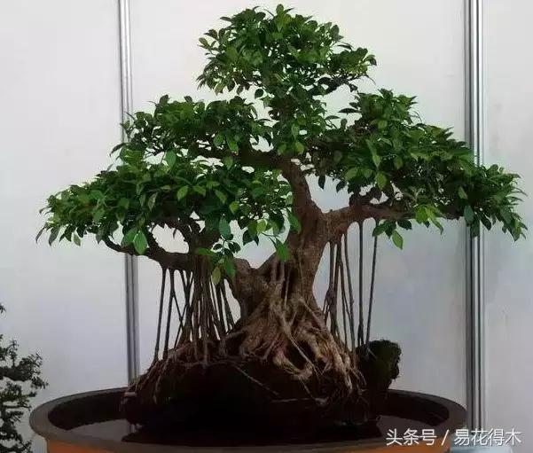 榕树落叶的原因及解决方法,榕树盆景怎样过冬不落叶