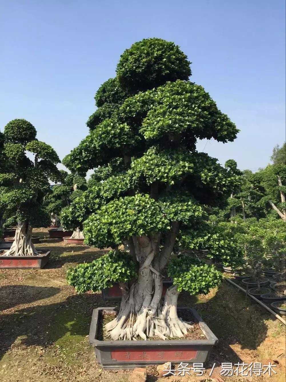 榕树落叶的原因及解决方法,榕树盆景怎样过冬不落叶