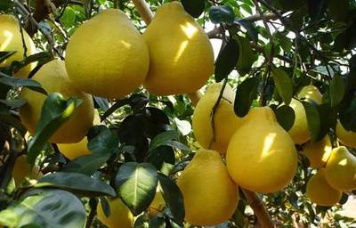 十月秋香，恭城人民带你品沙柚、尝月柿、喝油茶、逛文武庙周渭祠