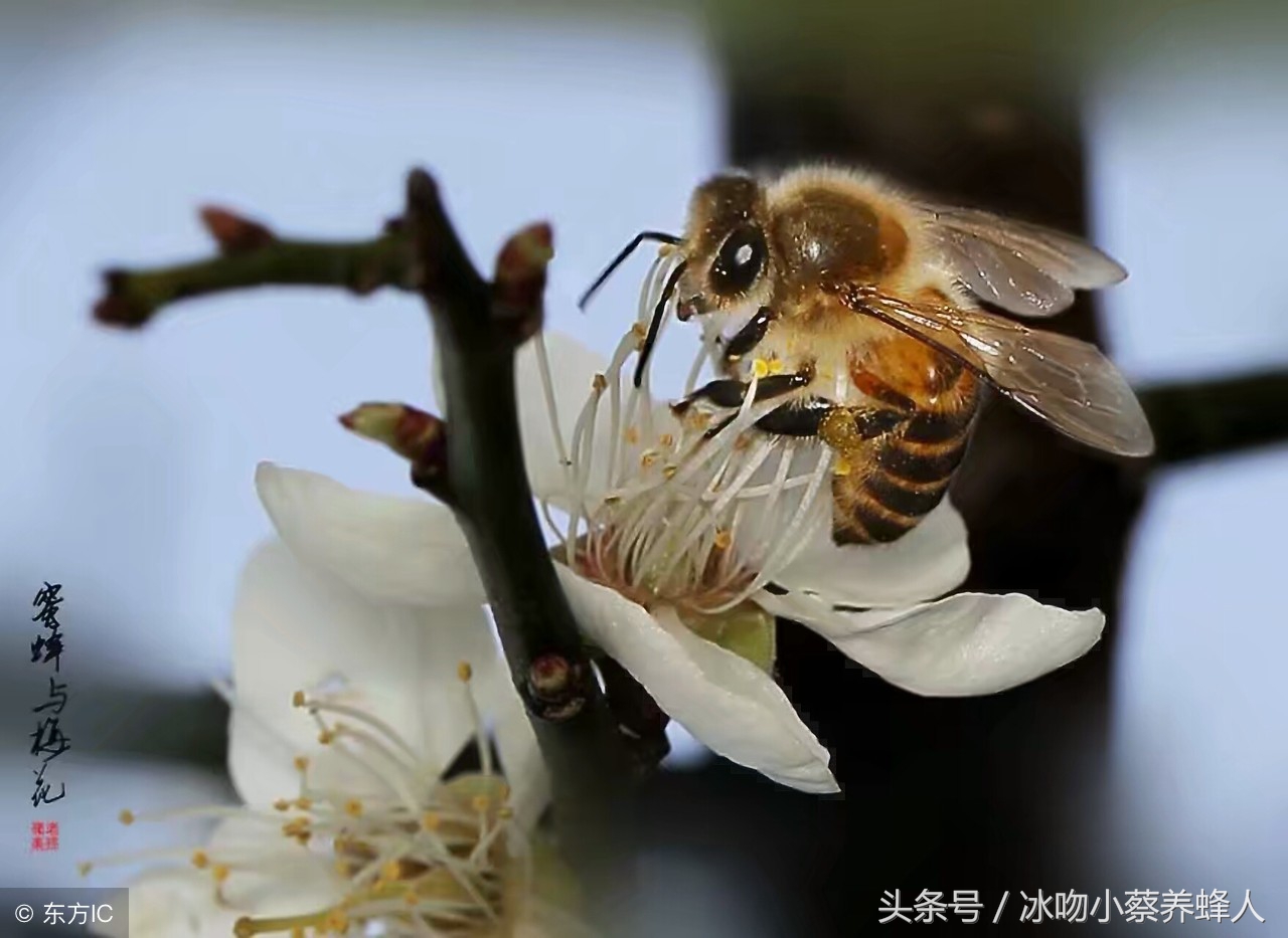 技不如人怎么做,养蜂技术和方法