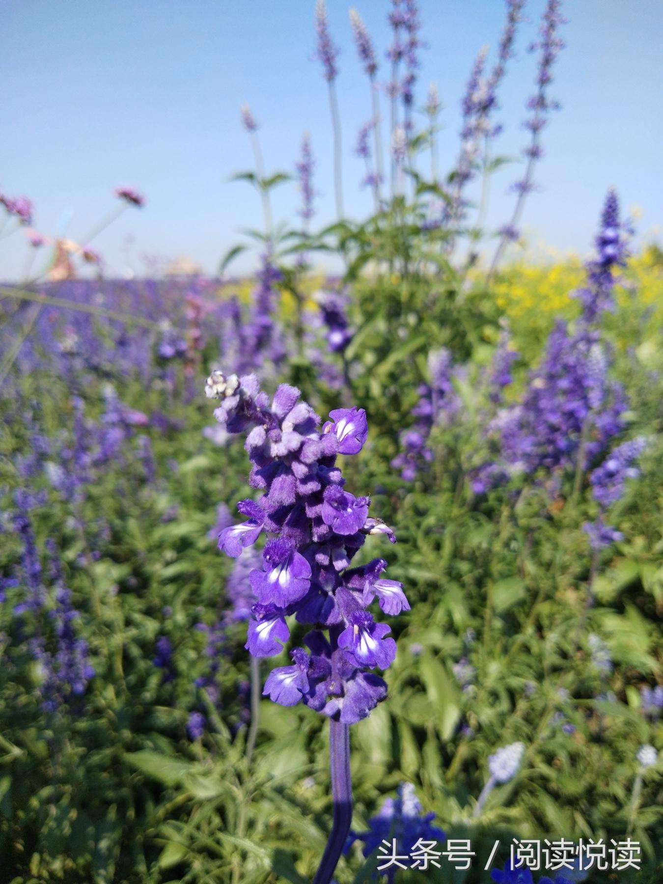 夏天的安国药博园,五一安国药都药博园