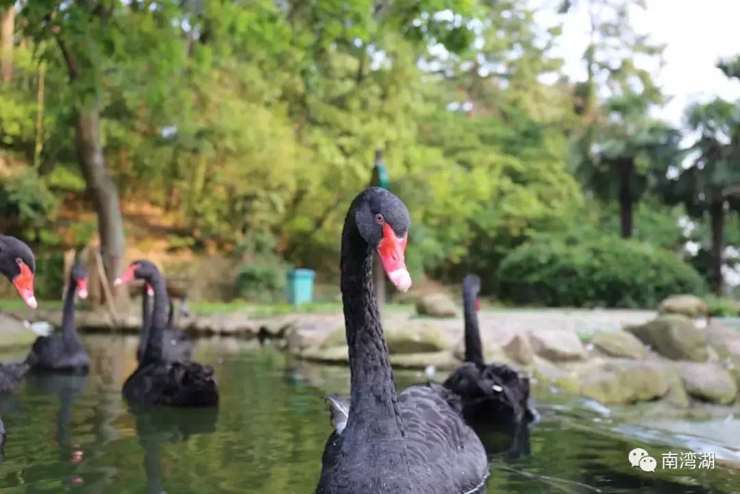 信阳十一自驾游推荐表南湾湖,十一假期旅游推荐信阳自驾游