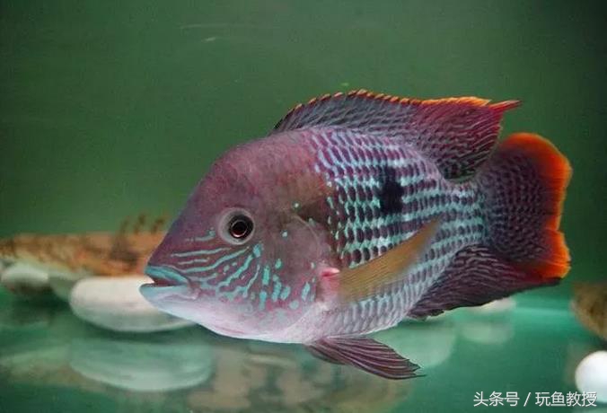 四种不能混养的鱼,两种不能混养的鱼怎么解决