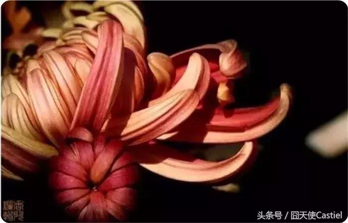 精美菊花100幅,100幅菊花国画简单