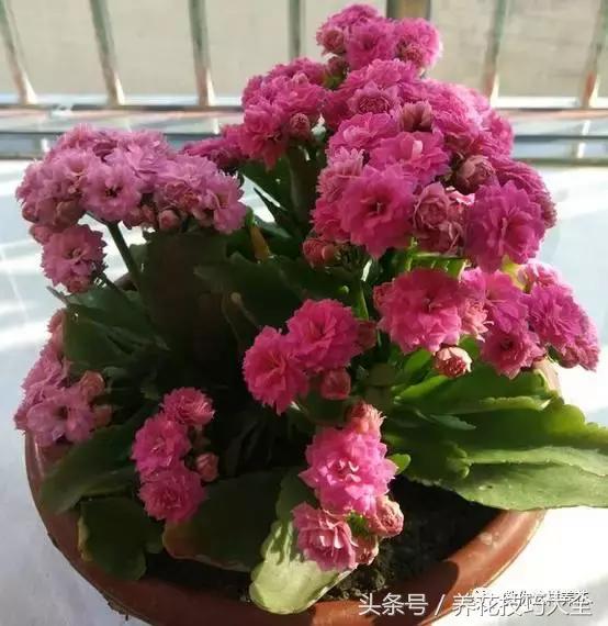 蟹爪兰长得好好的就断了怎么回事,蟹爪兰花蔫了怎么补救