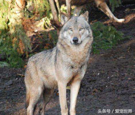 全世界上最贵的几条狗多少钱,世界上最贵的几只狗前三名