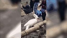 卑劣的街头喂河马,塑料袋放进河马嘴里