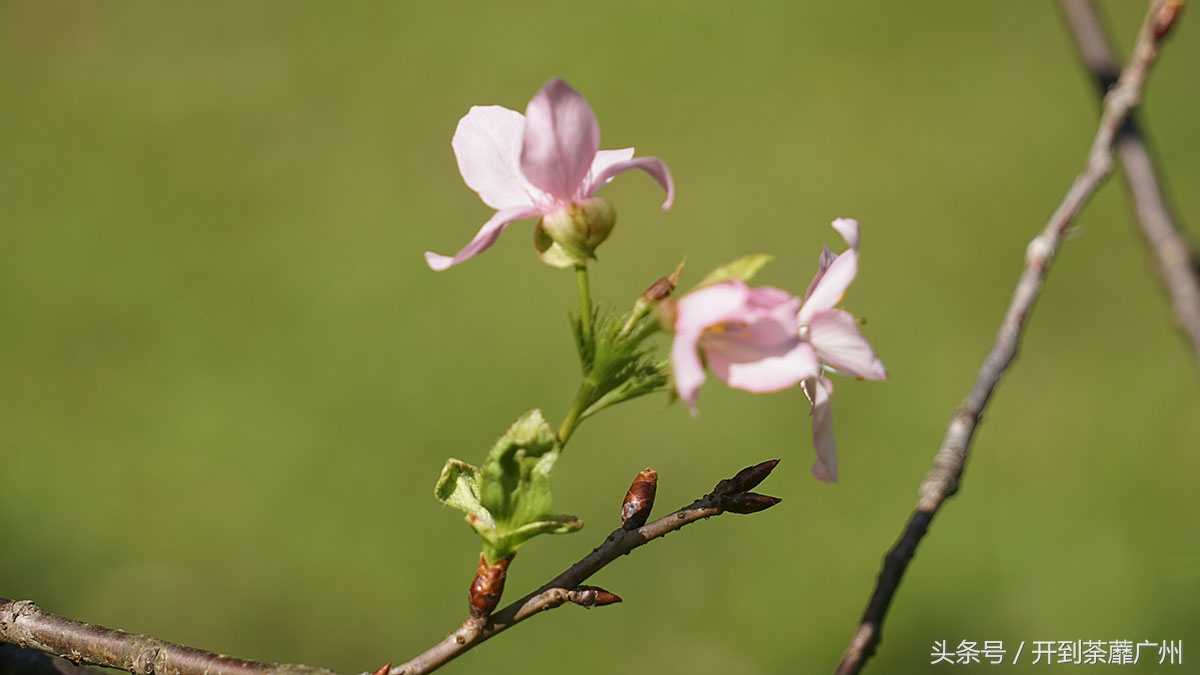 白云山樱花开了吗,白云山樱花盛开