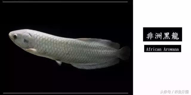 龙鱼品种大全图解,龙鱼到底是什么品种的鱼