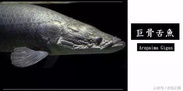 龙鱼的几个品种介绍图,各个品种的龙鱼图片