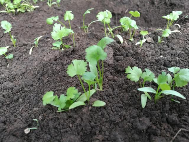 促进蔬菜生长的秘诀,蔬菜长得细缺什么肥料