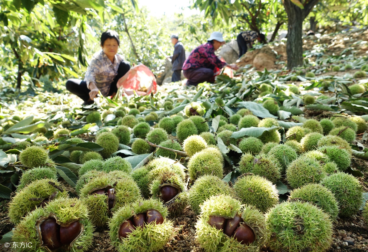 板栗采摘回来后怎么处理,板栗生芽后怎样处理