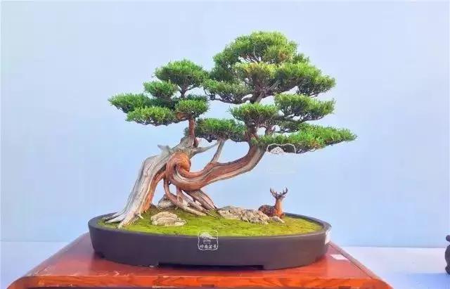 百看不厌的盆景欣赏,盆景欣赏难得一见的绝美盆景艺术