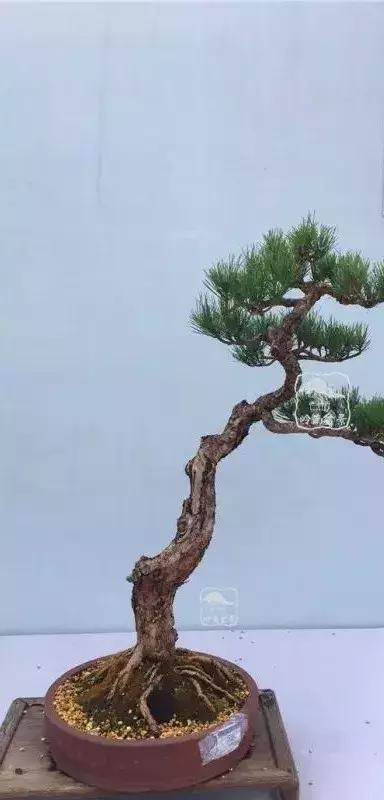 百看不厌的盆景欣赏,盆景欣赏难得一见的绝美盆景艺术