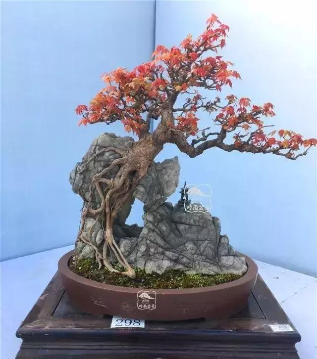 百看不厌的盆景欣赏,盆景欣赏难得一见的绝美盆景艺术