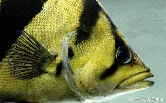 虎鱼种类如何区分,虎鱼品种