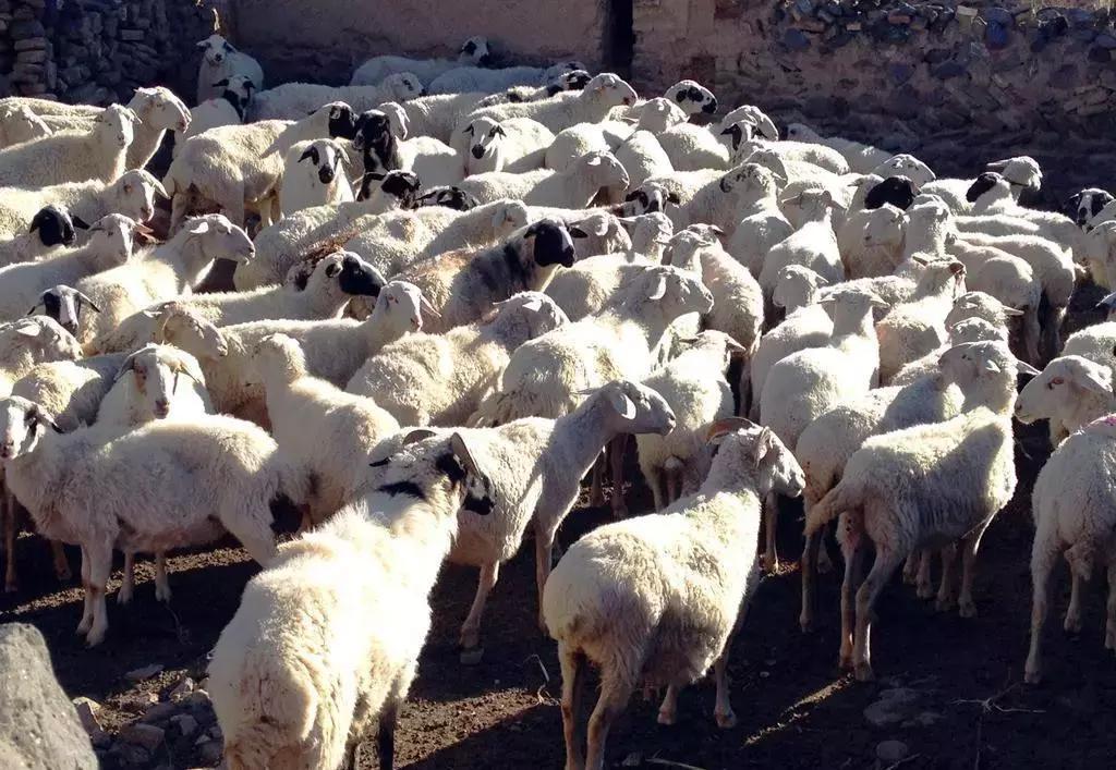 养羊经验羊子宫内膜炎怎么办