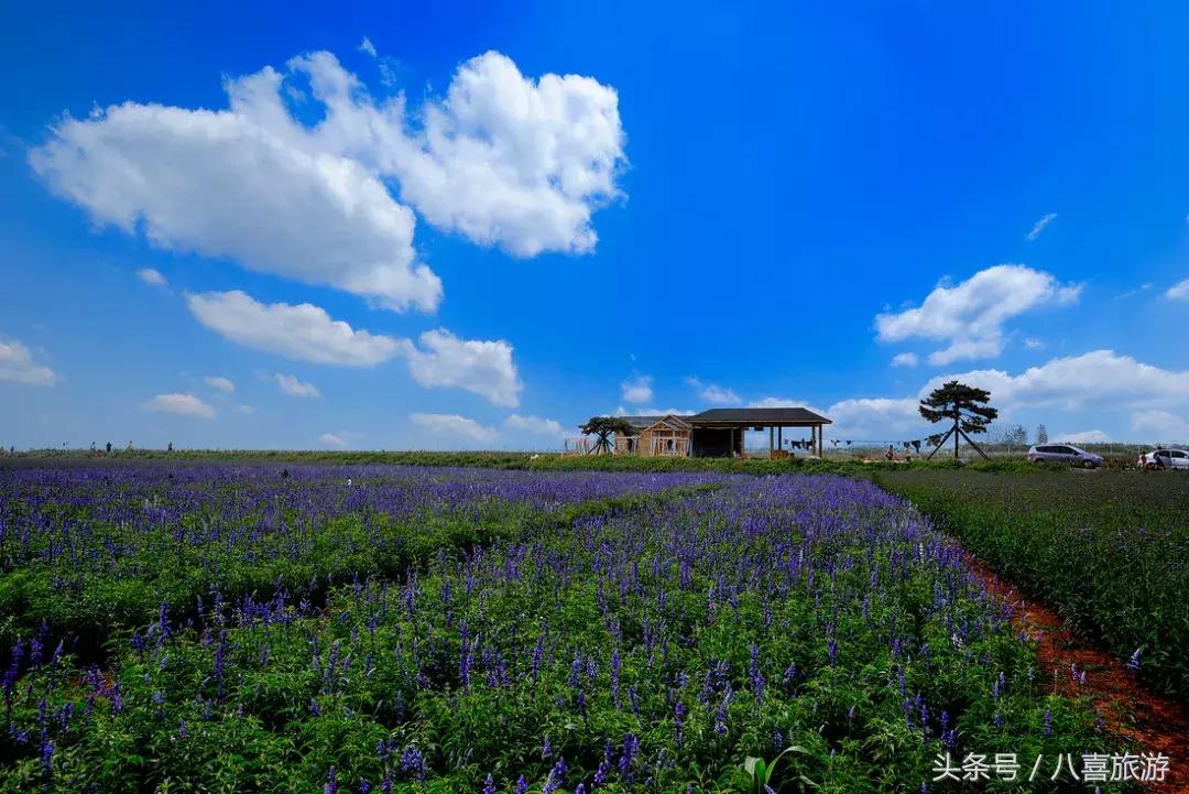 山东什么地方有金矿,国庆怎么玩才有意义