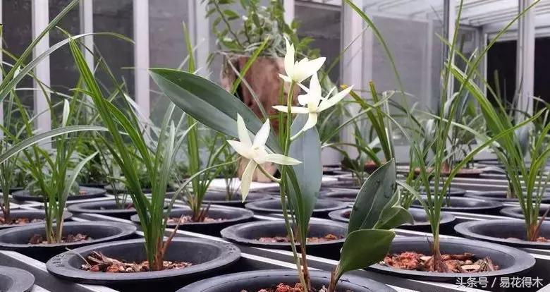 兔耳兰珍稀品种花,什么兰花叶子是兔耳兰