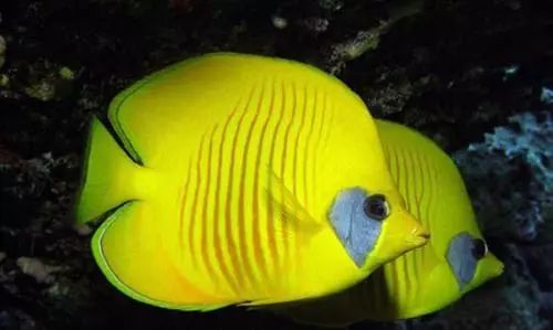 海洋海底小百科,海洋小百科海洋生物