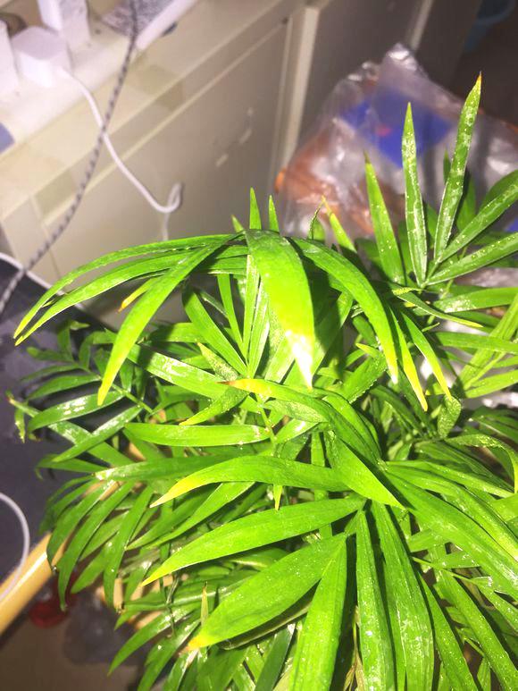 袖珍椰子叶子有点黄有点皱叶,袖珍椰子叶子不绿怎么回事