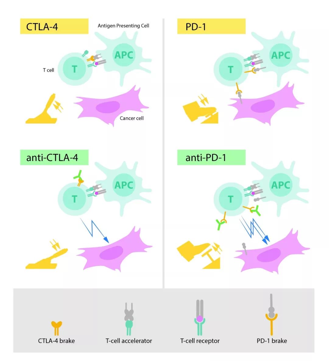 诺贝尔2018生理学的看法,2018年诺贝尔生物学或医学奖
