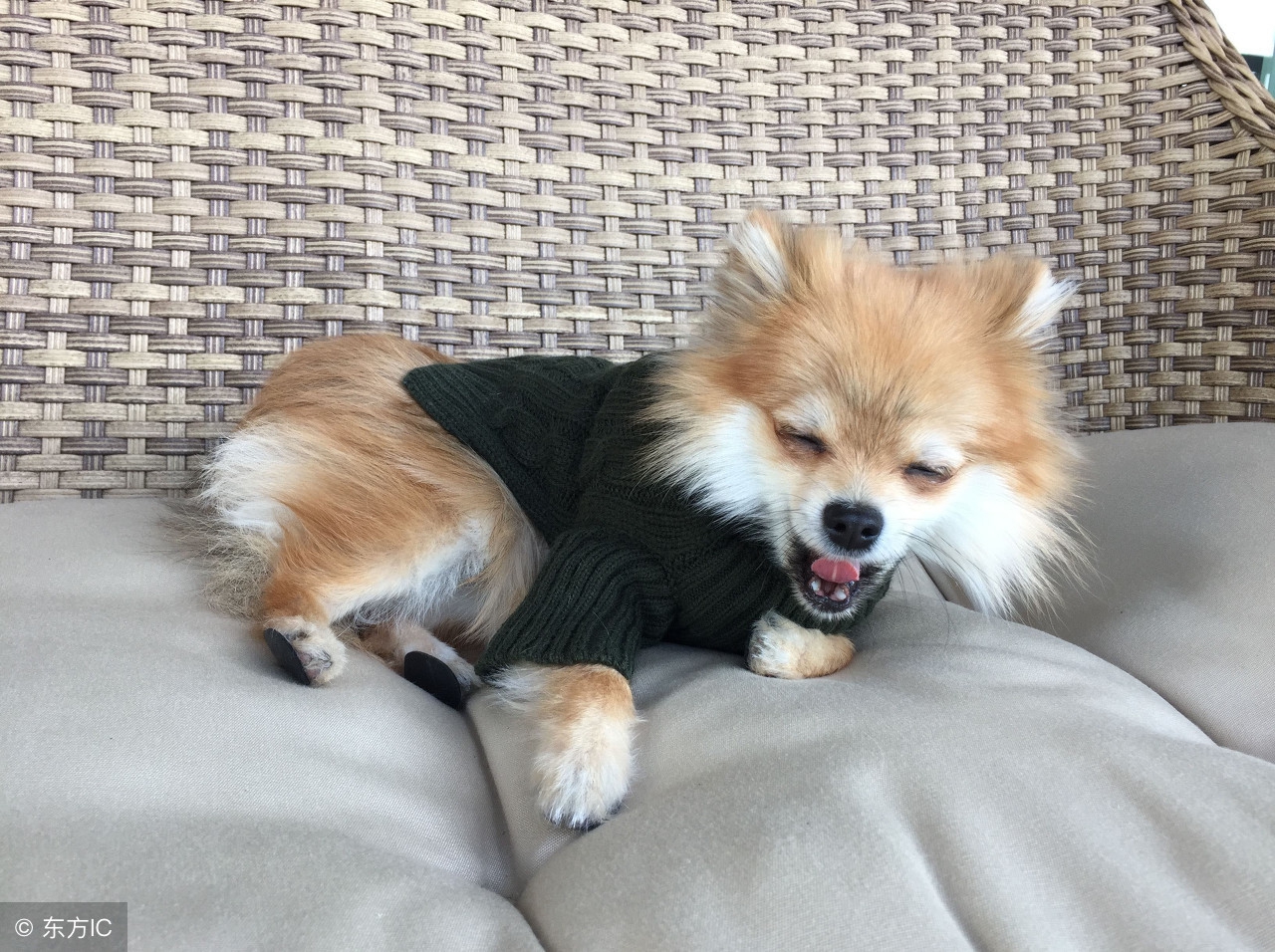 狗狗上床拉屎怎么办,如何让狗狗快速小便