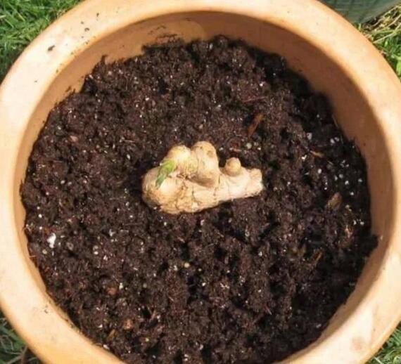 阳台生姜种植视频教程,阳台盆栽生姜种植