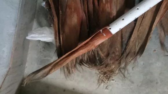 大绿萝要怎么养叶子才变大,大叶绿萝叶子小了怎样让它变大