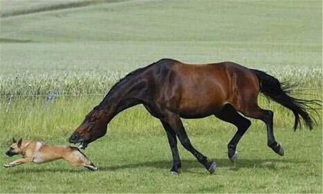 泰迪狗乱叫扰民怎么办,泰迪吵闹