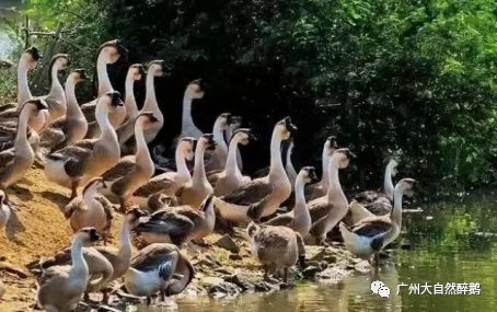 色香味俱全大自然醉鹅,大自然醉鹅真的好吃吗