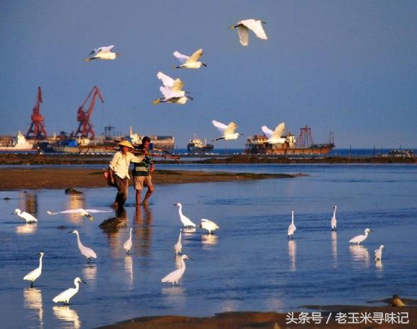 晋江深沪水丸哪家比较好,晋江深沪水丸店